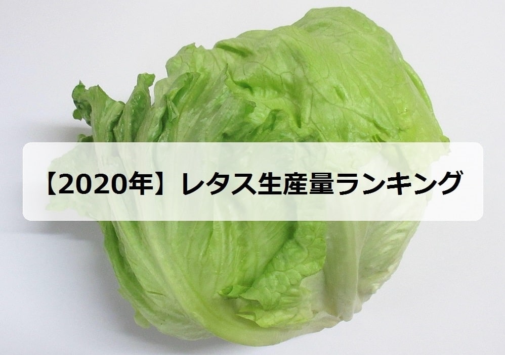 年 レタスの生産量ランキング 日本で有名な産地は お米の知恵袋