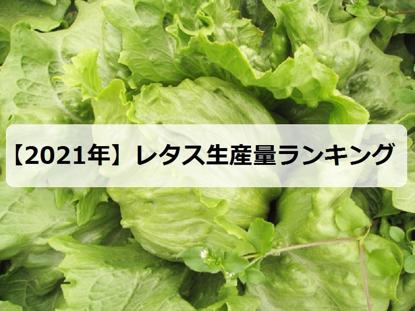 21年 レタスの生産量ランキング 日本で有名な産地は お米の知恵袋